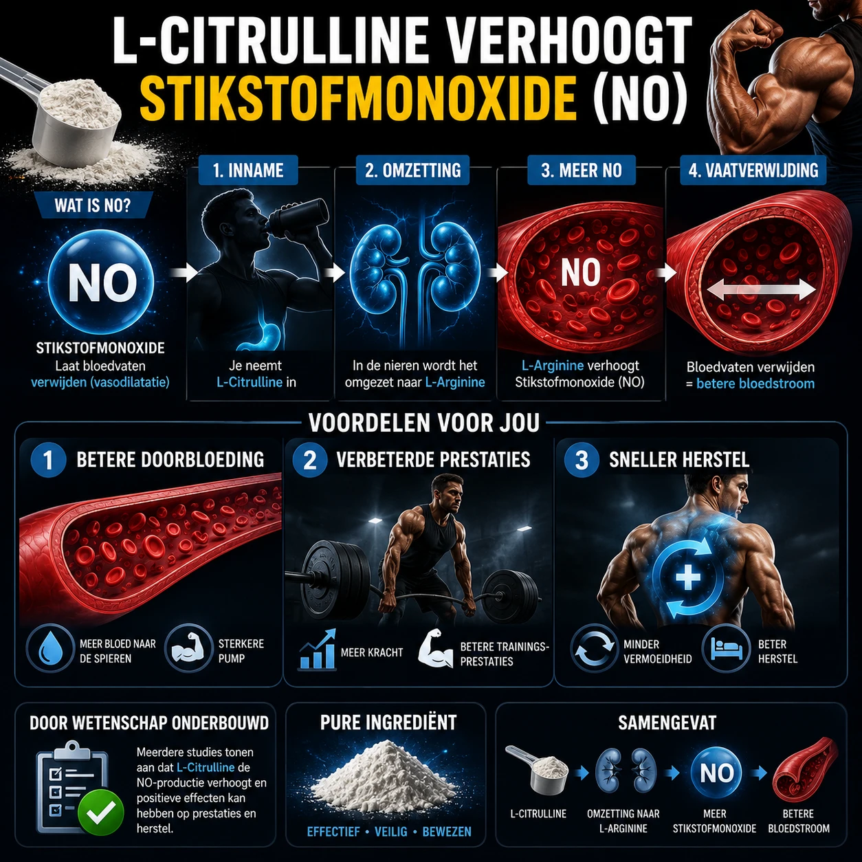 Infographic die uitlegt hoe L-citrulline de stikstofmonoxideproductie verhoogt voor betere doorbloeding, prestaties en herstel